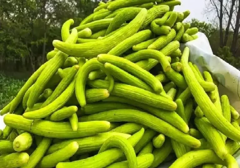 Long melon: ककड़ी की बेस्ट वैरायटी है थार शीतल, ऑफ सीजन में भी कर सकते हैं खेती